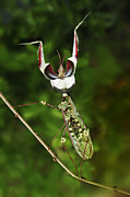 Devils Praying Mantis In Defensive Photograph by Thomas Marent Devils Praying Mantis In Defensive Photograph by Thomas Marent