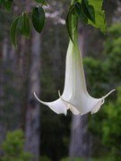 Dew Gracing Beauty Photograph by James Knight