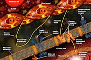 Diabetes Photograph by Science Photo Library