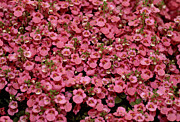 Diascia 'little Dancer'. Photograph by Science Photo Library