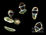 Didinium Ingesting Paramecium #1 Photograph by Greg Antipa