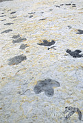 Dinosaur Tracks Photograph by James Steinberg