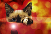 Disco Kitty 1 Photograph by Andee Design