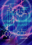 Dna Bases Photograph by Science Photo Library