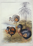 Dodos Photograph by Science Photo Library
