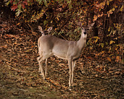 Doe and Fawn - Deer - Wildlife Photograph by Jai Johnson