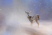 Doe In The Snow Photograph by Jai Johnson