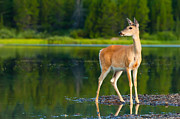 Doe Photograph by Sebastian Musial