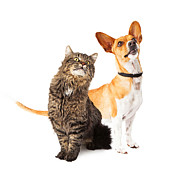 Dog and Cat Looking Up Together Photograph by Good Focused