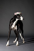 Dog And Flower Wreath Photograph by Science Photo Library