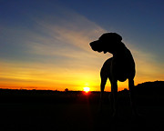 Dog Days of Summer Photograph by Brook Burling