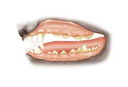 Dog Teeth Tartar Photograph by Science Photo Library