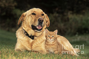Dog With Kitten Photograph by Rolf Kopfle