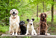 Dogs in the forest Photograph by PK-Photos