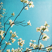 Dogwood Blooms Photograph by Kim Fearheiley