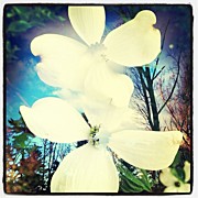 Dogwood Blossoms Photograph by Paul Cutright