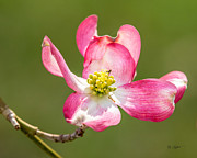Dogwood Close-up Photograph by Mike Covington