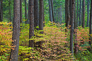 Dogwoods Photograph by Jonathan Nguyen