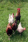 Domestic Chickens Photograph by Science Photo Library