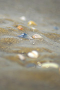 Donax Photograph by Tracy Smith