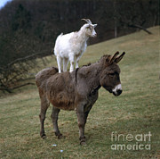 Donkey And Goat Photograph by Hans Reinhard