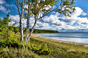 Door County Europe Bay Birch Painting by Christopher Arndt