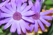 Double purple Photograph by Aimee L Maher ALM GALLERY
