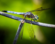 Dragonfly on a Wire Photograph by Bob Kinnison