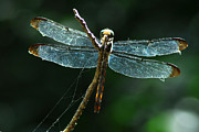 DRagonfly Photograph by Tracy Smith