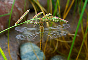 Dragonfly X-ray Photograph by Mae Wertz