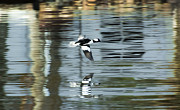 Drake Bufflehead Photograph by Dan Hefle