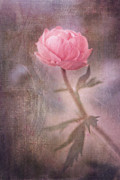 Dream-struck Photograph by Priska Wettstein Dream-struck Photograph by Priska Wettstein