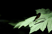 Dreaming Black Wings Photograph by Rebecca Sherman