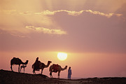 Dromedary Camels And Bedouins Sahara Photograph by Gerry Ellis Dromedary Camels And Bedouins Sahara Photograph by Gerry Ellis
