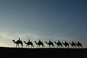 Dromedary Camels in Thar Desert Photograph by Pete Oxford Dromedary Camels in Thar Desert Photograph by Pete Oxford
