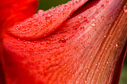 Droplets Photograph by Linda Ryma Droplets Photograph by Linda Ryma