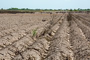 Drought-affected Farm Field Photograph by Science Photo Library
