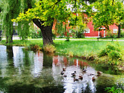 Ducks on Pond Photograph by Susan Savad