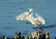 Dusk In The Salt Marsh Photograph by Kathy Baccari