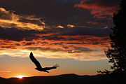 Eagle at Sunset Photograph by Shane Bechler Eagle at Sunset Photograph by Shane Bechler