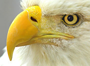 Eagle Eye Photograph by Shane Bechler Eagle Eye Photograph by Shane Bechler
