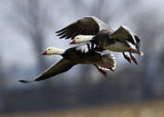 Eagle Heads Photograph by Jim E Johnson