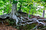 Earth Tree and Roots Photograph by Louis Dallara