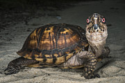 Eastern Box Turtle Georgia Photograph by Pete Oxford