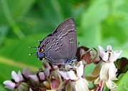 Eastern Tailed Blue Butterfly Photograph by Peggy King