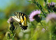 Eastern Tiger Swallowtail on Thistle Photograph by Rebecca Sherman
