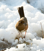 Eastern Towhee Poses for Photograph  Photograph by Holden The Moment