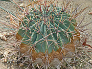 Echino-cactus like a ball Photograph by Eva-Maria Di Bella