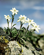 Edelweiss Photograph by Hermann Eisenbeiss Edelweiss Photograph by Hermann Eisenbeiss