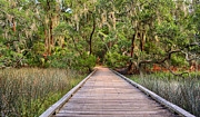 Edisto Beach State Park Photograph by Kathy Baccari Edisto Beach State Park Photograph by Kathy Baccari